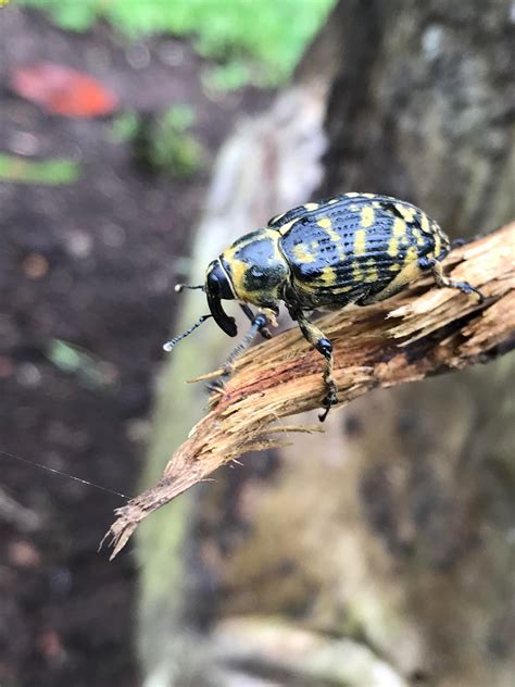 I was bitten by this silverfish and went into anaphylaxis that required