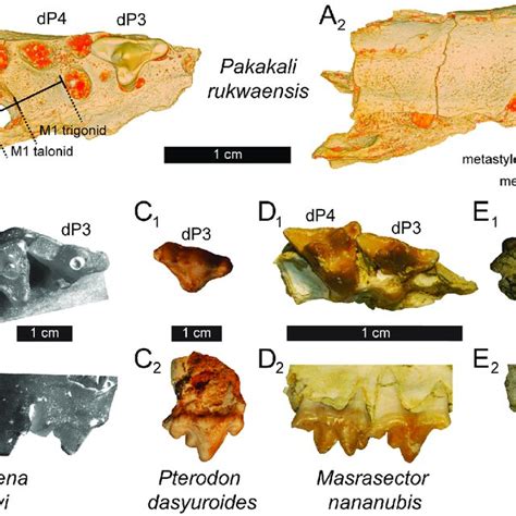 Afro Arabian Paleogene And Early Miocene Carnivore Morphospace Download Scientific Diagram