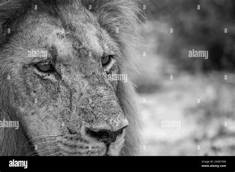 Black And White Lion Hi Res Stock Photography And Images Alamy