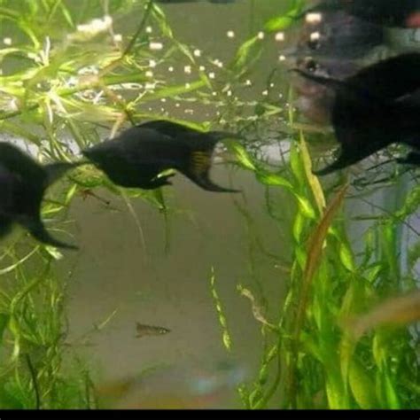 Jual Ikan Hias Black Molly Moly Shopee Indonesia