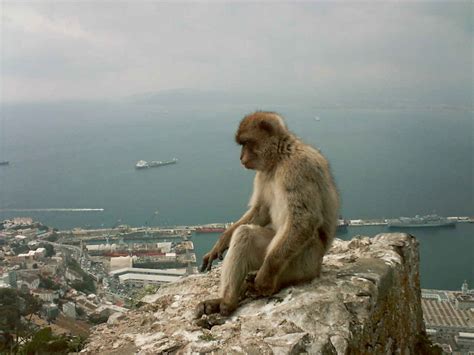 Spectacular Animals Gibraltars Monkeys