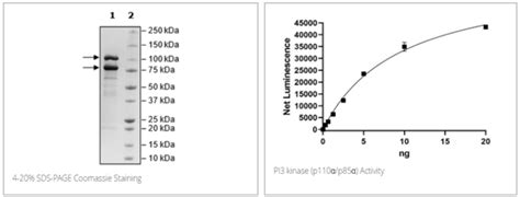 Bps Bioscience高纯度pi3 Kinasep110p85重组蛋白财富号东方财富网