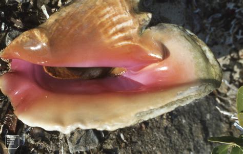 Queen Conch L Beautiful Mollusk Our Breathing Planet