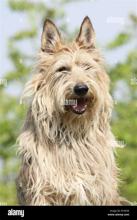 Dog Berger Picard Picardy Shepherd Adult Portrait Stock Photo Alamy