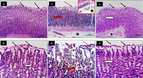 Effect Of Gu And Om On Stomach Histopathology Stained By Hande And