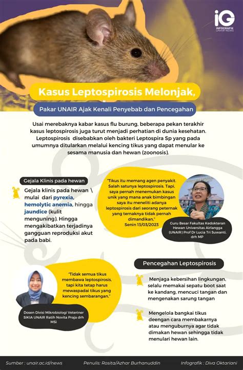 Infografik Leptospirosis Naikkenali Penyebab Pencegahannya