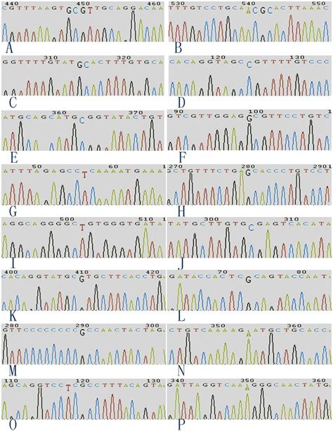 Chromatograms Of Sequence Variations The Sequence Variations Were Download Scientific Diagram