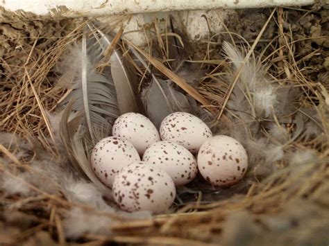 Barn Swallow (Hirundo rustica) information | Giraffa - helping nature