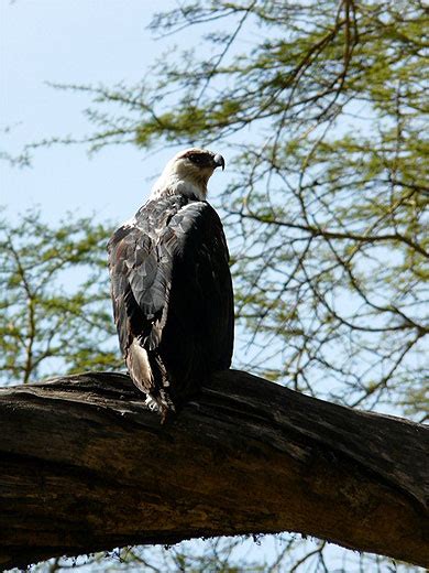 Aigle Oiseaux Animaux Lac Et Parc National De Nakuru Vall E Du