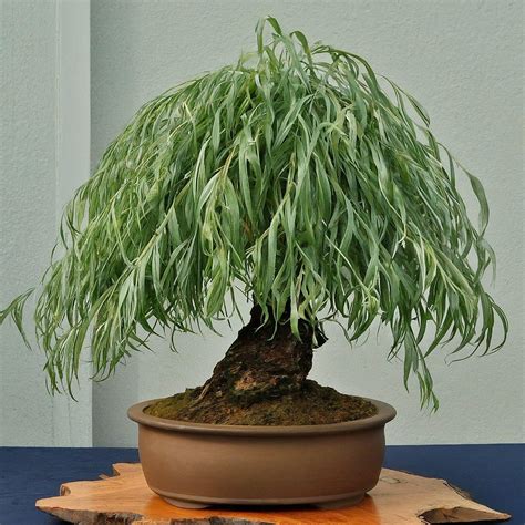 how long does bonsai tree take to grow 9