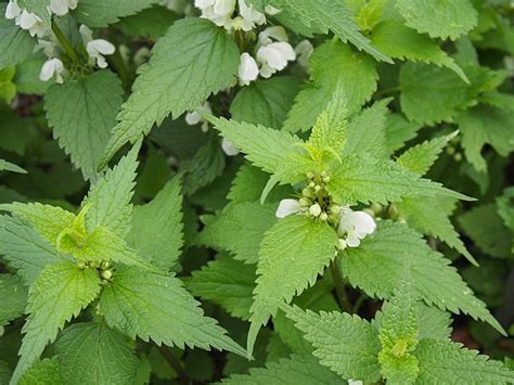 Stinging Nettle Look Alikes