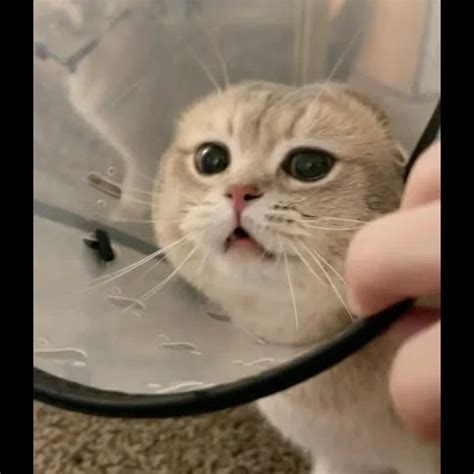 Sweet Pussy WhatsApp Stickers Pack