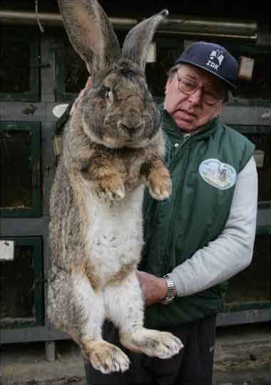 Fantastica Animal Flemish The Giant Rabbit