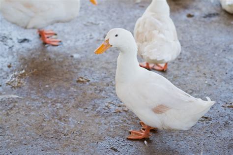 Canard Blanc, Animal | Photo Premium