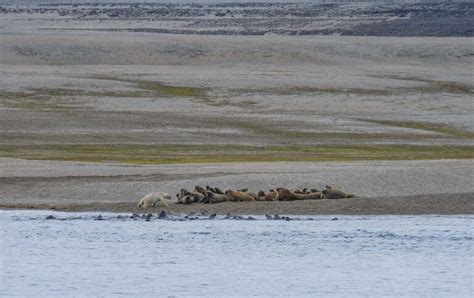 Observation Dun Ours Polaire Qui Chasse Des Morses Au Svalbard