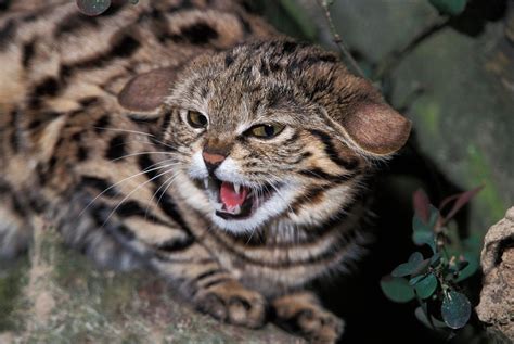 A Black-Footed Cat As a Pet? Experts Say You Not Buy These Cats