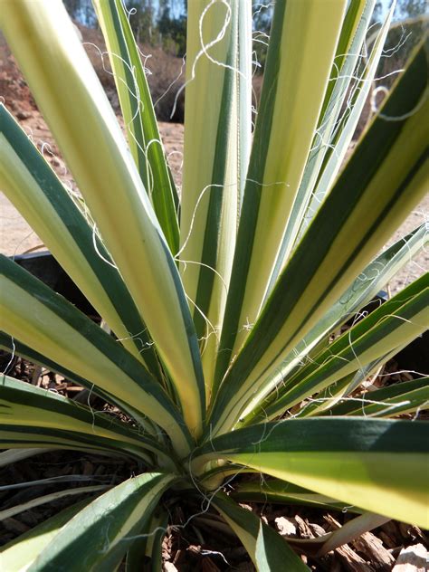 Yucca filamentosa - T-Y Nursery