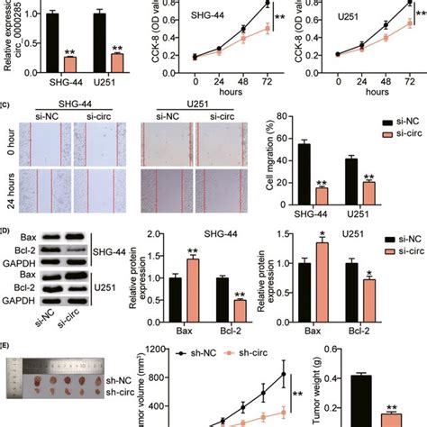 Hsa Circ 0000285 Promoted Cell Proliferation Migration And Inhibited