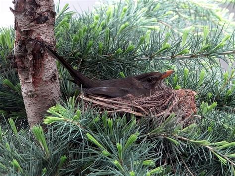 Blackbird Brood Nest Bird Free Photo On Pixabay Pixabay