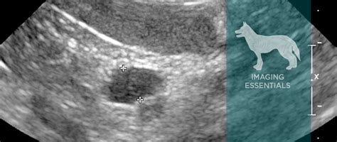 What Causes Splenic Hematoma In Dogs - Peter Brown Bruidstaart