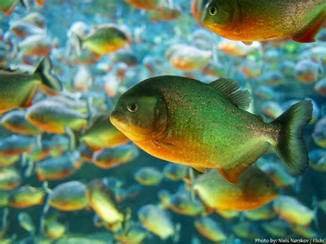 Interesting facts about piranhas | Just Fun Facts