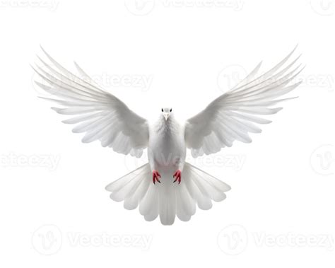 White Dove Flying Free With Open Wings Front View Isolated On A