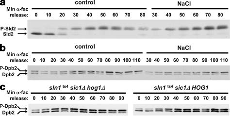 The Stress Activated Protein Kinase Hog1 Mediates S Phase Delay In