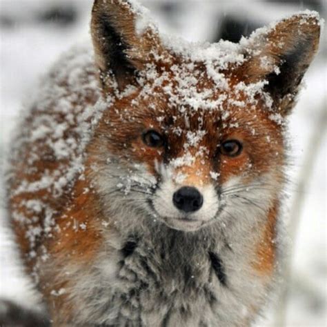 Fox in winter. : r/foxes