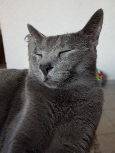 740 Brinkley Look Alikes Ideas In 2022 Russian Blue Russian Blue Cat