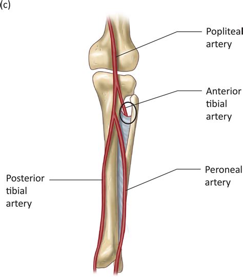 Popliteal Artery Diagram