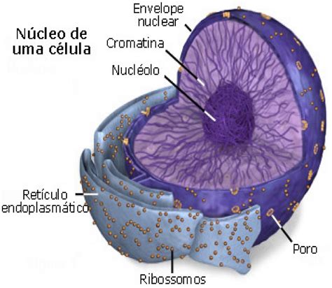 Biologia V Estructura Y Funciones Celulares