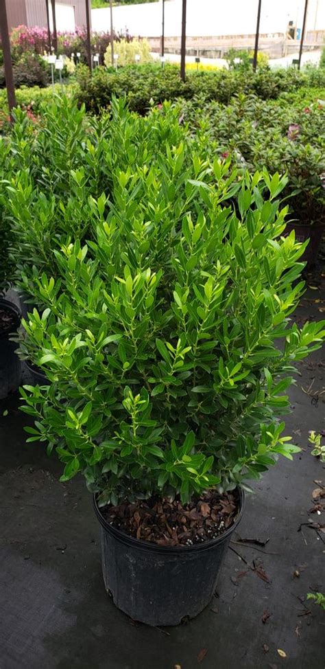 Ilex Glabra Shamrock Shamrock Inkberry Holly From Taylors Nursery