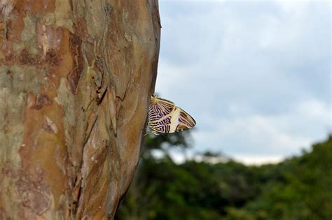 Borboleta Inseto Asas Foto Gratuita No Pixabay Pixabay