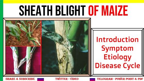 Sheath Blight Of Maize Introduction Symptom Etiology Life Cycle