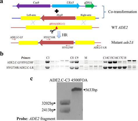 CRISPR Cas9 Mediated Targeted Gene Deletion Replacement Via Homologous