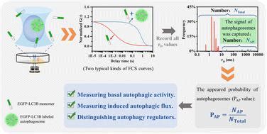 In Vivo Measurement Of Autophagic Flux By Fluorescence Correlation