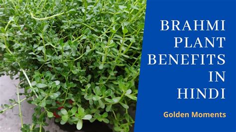 Brahmi Plant Benefits In Hindi Growing Brahmi Plant Youtube