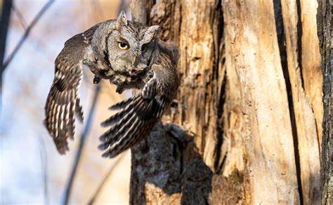 An Eastern Screech Owl Taking Flight To Chase Off An Annoying