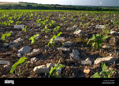 Limestone soil hi-res stock photography and images - Alamy