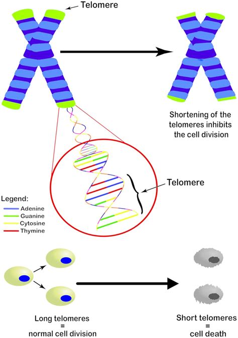 The Association Of Female And Male Infertility With Telomere Length