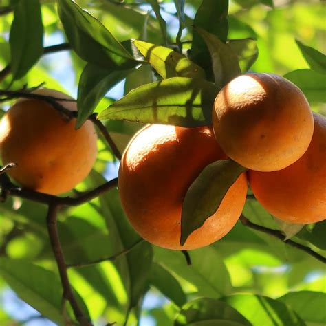 Everything about Fruit Trees - Diaco's Garden Nursery