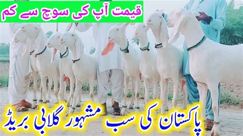 Rajanpuri Gulabi Goat Pure White Praignet Bakriyan Pakistan No