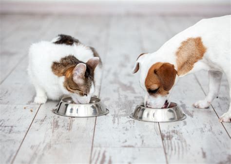 My Dog Ate Cat Food Why Is It Harmful Top Dog Tips