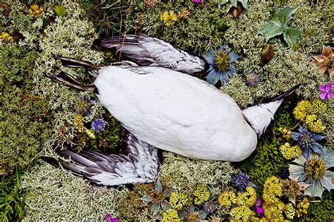 Artist Honors Dead Animals By Photographing Them Beautifully