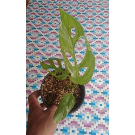 Jual Tanaman Hias Janda Bolong Variegata Lokal Shopee Indonesia