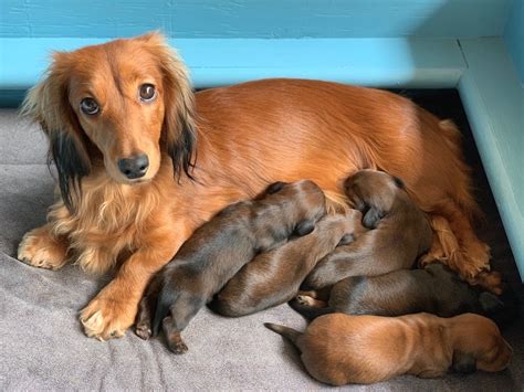 Miniature Long Haired Dachshund Puppies For Sale Dikerdachs