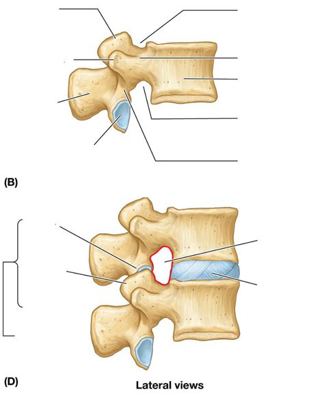 Typical Vertebra Lateral View Diagram Quizlet