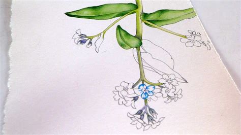 Arches Hot Press Paper Tested By Botanical Illustrator Lizzie Harper