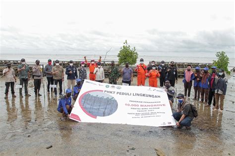 Pertamina Hulu Kalimantan Timur Tanam 10 000 Mangrove Di Pantai Kersik