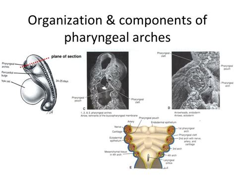 Ppt Craniofacial And Pharyngeal Arch Development Powerpoint